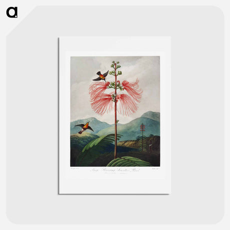 アートポストカード-Large-Flowering Sensitive Plant
 - ロバート ジョン ソーントン Postcard.