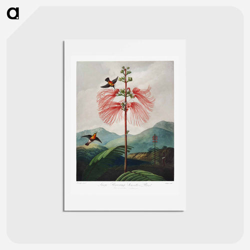Large-Flowering Sensitive Plant
 - Robert John Thornton Postcard.