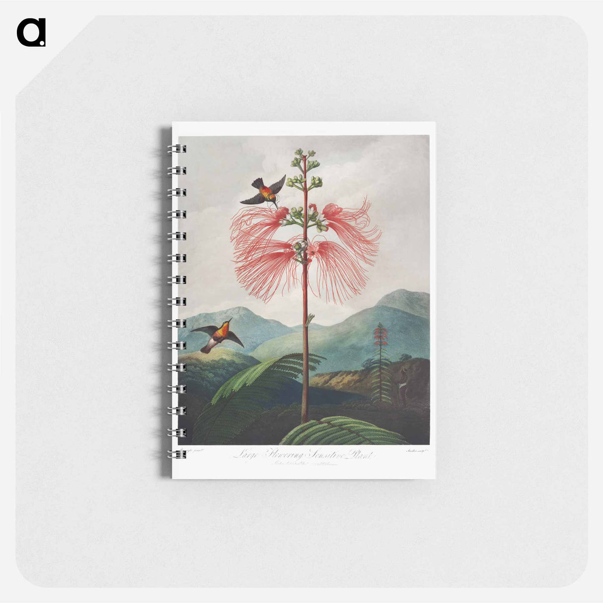 アートメモ帳-Large-Flowering Sensitive Plant
 - ロバート ジョン ソーントン Memo.