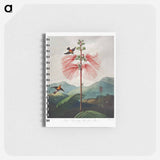 アートメモ帳-Large-Flowering Sensitive Plant
 - ロバート ジョン ソーントン Memo.