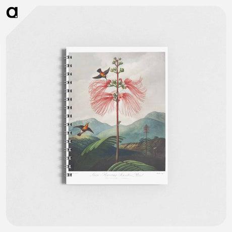 アートメモ帳-Large-Flowering Sensitive Plant
 - ロバート ジョン ソーントン Memo.