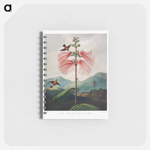アートメモ帳-Large-Flowering Sensitive Plant
 - ロバート ジョン ソーントン Memo.