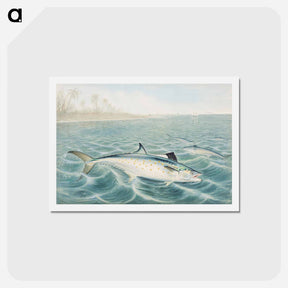 アートポストカード-Red Drum
 - サミュエル キルボーン Postcard.