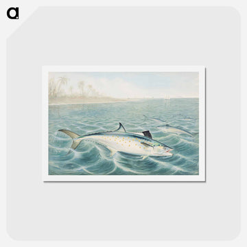 Red Drum
 - サミュエル キルボーン Postcard.