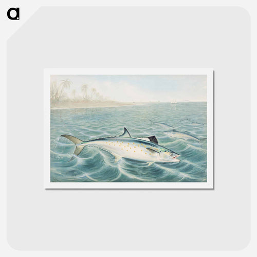 Red Drum
 - サミュエル キルボーン Postcard.