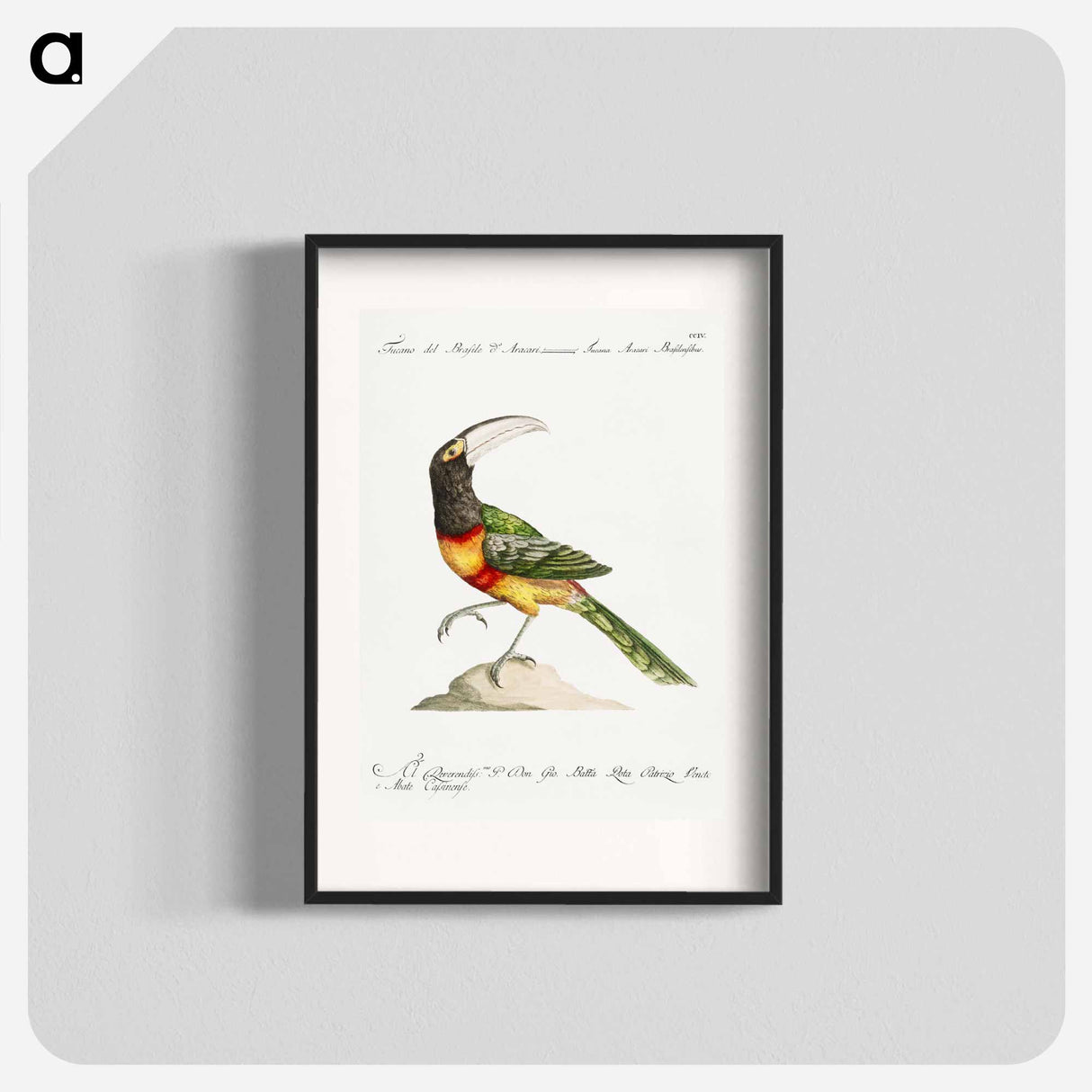 Tucana Aracari Brasilensibus
 - サヴェリオ マネッティ Poster.