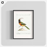 Tucana Aracari Brasilensibus
 - サヴェリオ マネッティ Poster.