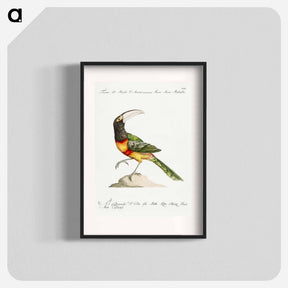 アートポスター-Tucana Aracari Brasilensibus
 - サヴェリオ マネッティ Poster.