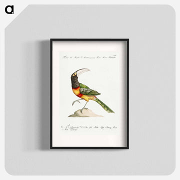 Tucana Aracari Brasilensibus
 - サヴェリオ マネッティ Poster.