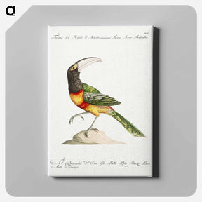 アートパネル-Tucana Aracari Brasilensibus
 - サヴェリオ マネッティ Canvas.