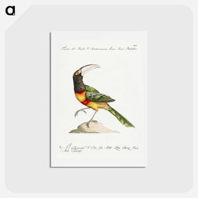 アートポストカード-Tucana Aracari Brasilensibus
 - サヴェリオ マネッティ Postcard.
