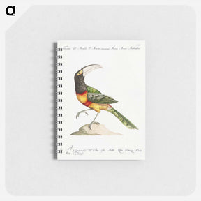 アートメモ帳-Tucana Aracari Brasilensibus
 - サヴェリオ マネッティ Memo.