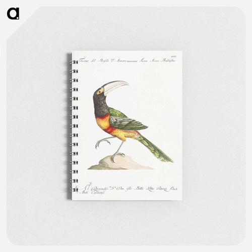 Tucana Aracari Brasilensibus
 - サヴェリオ マネッティ Memo.