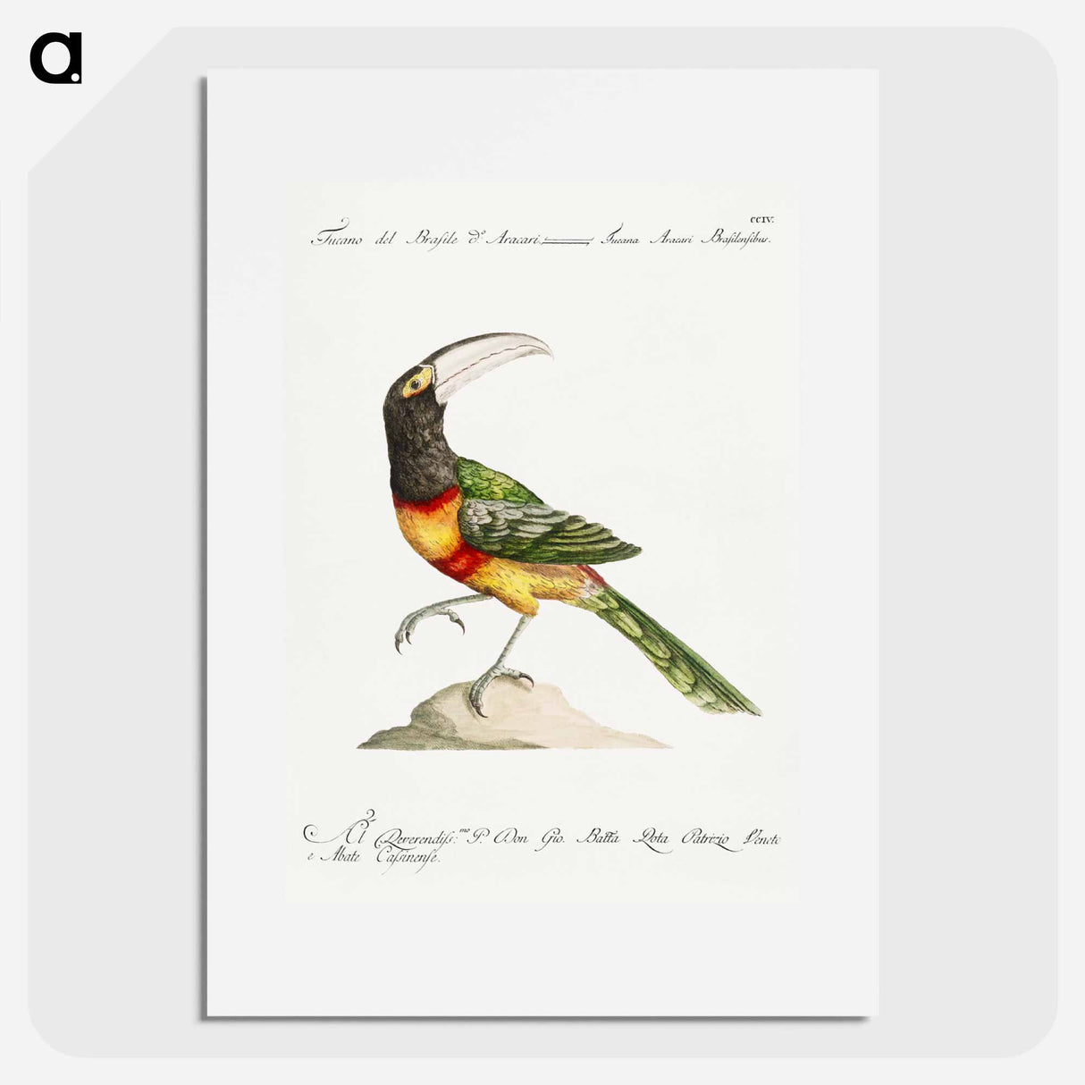 Tucana Aracari Brasilensibus
 - サヴェリオ マネッティ Poster.