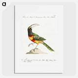 Tucana Aracari Brasilensibus
 - サヴェリオ マネッティ Poster.