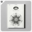 1-6_Solar-Biology_canvas