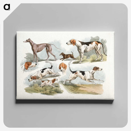 1-6_Sporting-Sketches_canvas