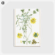 1-6_Stirpes-Novae_postcard