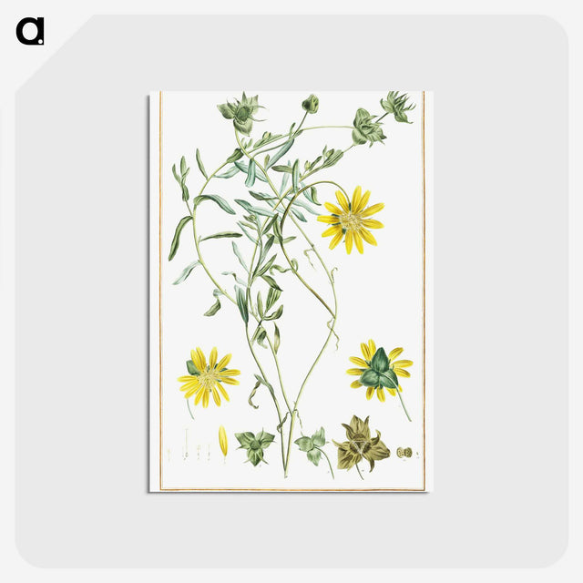 1-6_Stirpes-Novae_postcard