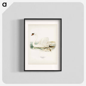 アートポスター-Mute Swan
 - スヴェンスカ フォグラル Poster.
