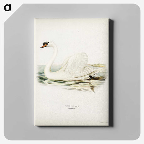 1-6_Svenska-Faglar_canvas