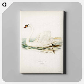 アートパネル-Mute Swan
 - スヴェンスカ フォグラル Canvas.