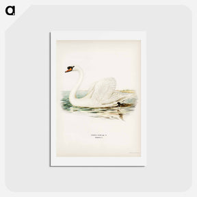 アートポストカード-Mute Swan
 - スヴェンスカ フォグラル Postcard.