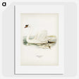 1-6_Svenska-Faglar_picture
