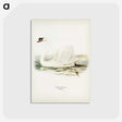 1-6_Svenska-Faglar_postcard