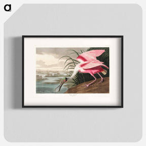 アートポスター-Roseate Spoonbill from Birds of America
 - アメリカの鳥たち Poster.