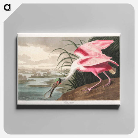 アートパネル-Roseate Spoonbill from Birds of America
 - アメリカの鳥たち Canvas.