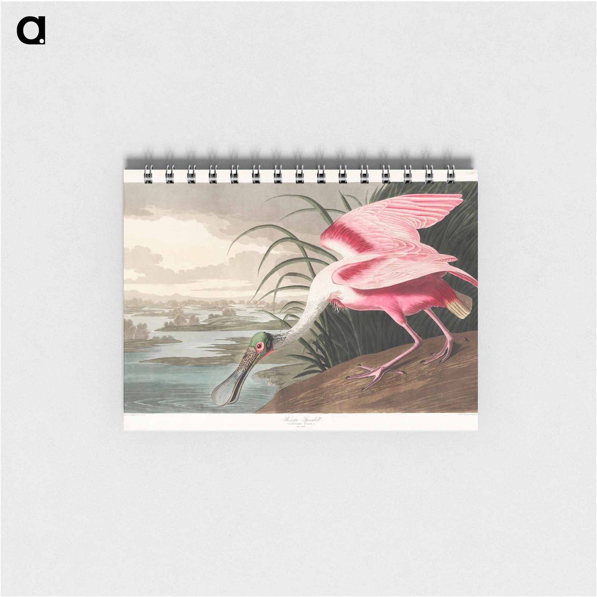 アートメモ帳-Roseate Spoonbill from Birds of America
 - アメリカの鳥たち Memo.