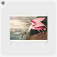 アートポストカード-Roseate Spoonbill from Birds of America
 - アメリカの鳥たち Postcard.
