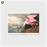 アートポストカード-Roseate Spoonbill from Birds of America
 - アメリカの鳥たち Postcard.