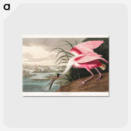 アートポストカード-Roseate Spoonbill from Birds of America
 - アメリカの鳥たち Postcard.