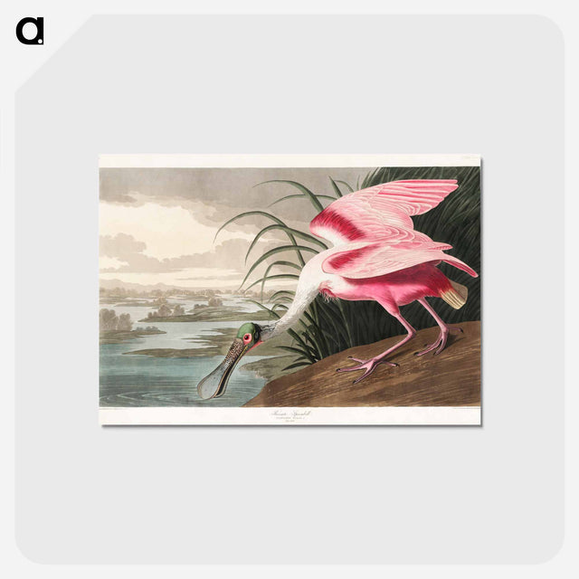 アートポストカード-Roseate Spoonbill from Birds of America
 - アメリカの鳥たち Postcard.