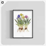 1-6_The-Genus-Iris_blk-crop