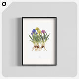 1-6_The-Genus-Iris_blk