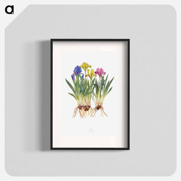 Iris Pumila from The genus Iris
 - アヤメ属 Poster.