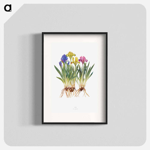 Iris Pumila from The genus Iris
 - アヤメ属 Poster.