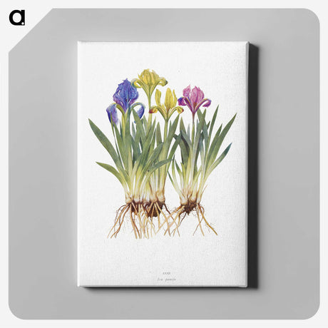 1-6_The-Genus-Iris_canvas