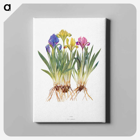 アートパネル-Iris Pumila from The genus Iris
 - アヤメ属 Canvas.