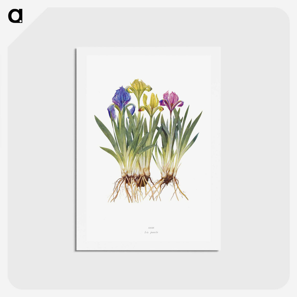 1-6_The-Genus-Iris_hagaki