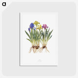 1-6_The-Genus-Iris_hagaki