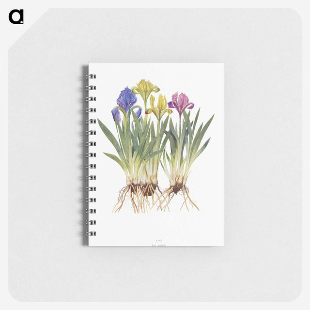 1-6_The-Genus-Iris_memo