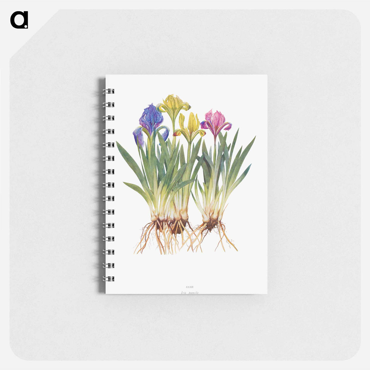 アートメモ帳-Iris Pumila from The genus Iris
 - アヤメ属 Memo.