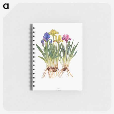 アートメモ帳-Iris Pumila from The genus Iris
 - アヤメ属 Memo.