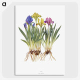 1-6_The-Genus-Iris_picture-crop