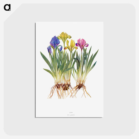 アートポストカード-Iris Pumila from The genus Iris
 - アヤメ属 Postcard.