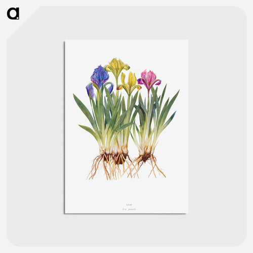 Iris Pumila from The genus Iris
 - アヤメ属 Postcard.